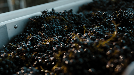 From Grapes to Glass - The Art and Science Behind Dealcoholized wine